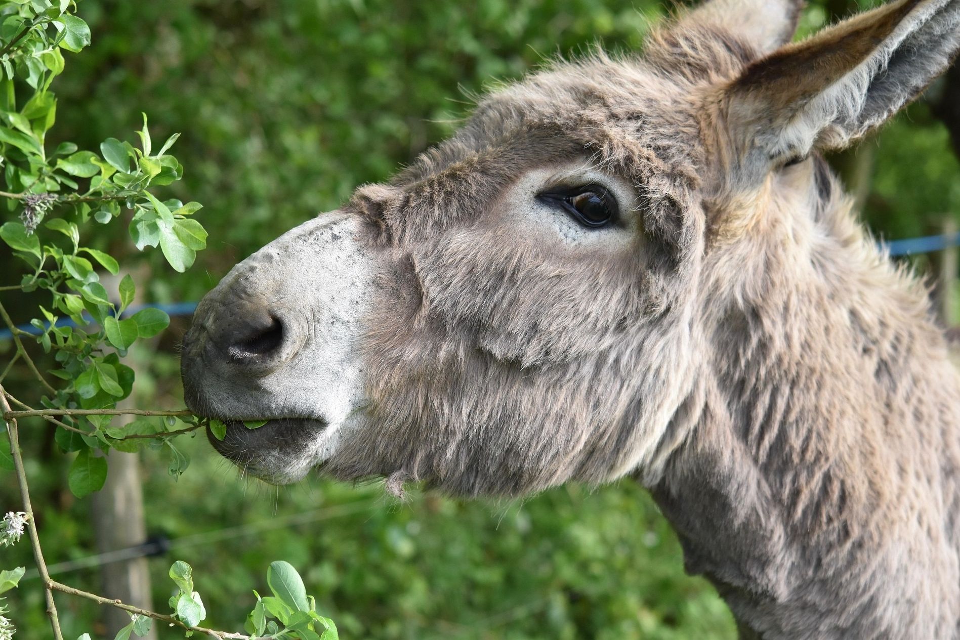 Palmsonntag für Familien
